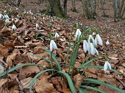 49 Bianche distese di bucanevi (Galanthus nivalis)